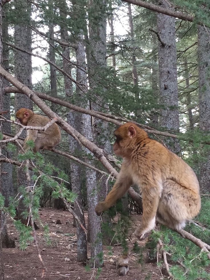 Tour Fez Merzouga Marrakech 3 días